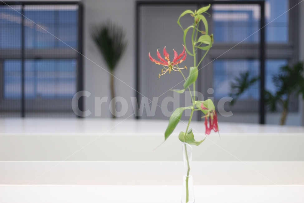 꽃,인테리어,식물,카페,테이블,소품,화분,화병,자연,창문,식물,자연,plants,nature,꽃,flower,인테리어,실내디자인,interior design