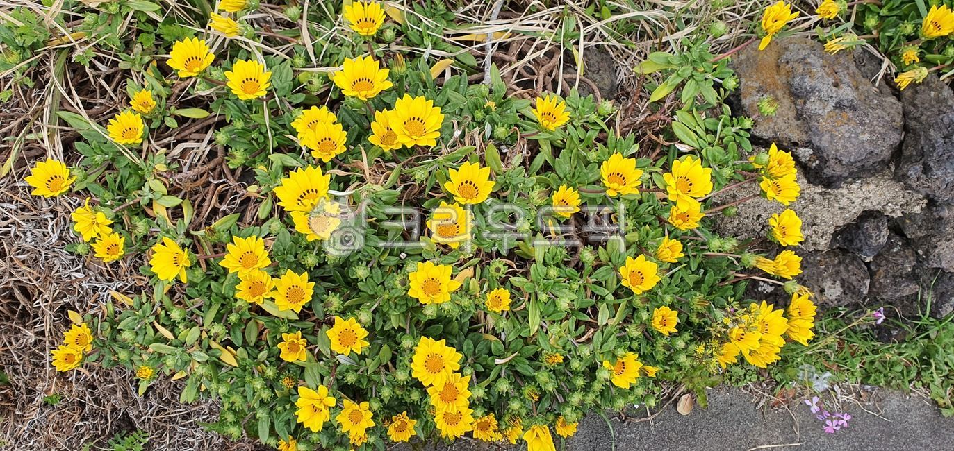 가자니아,gazania,꽃,식물,flower,blossom,노란꽃,봄꽃