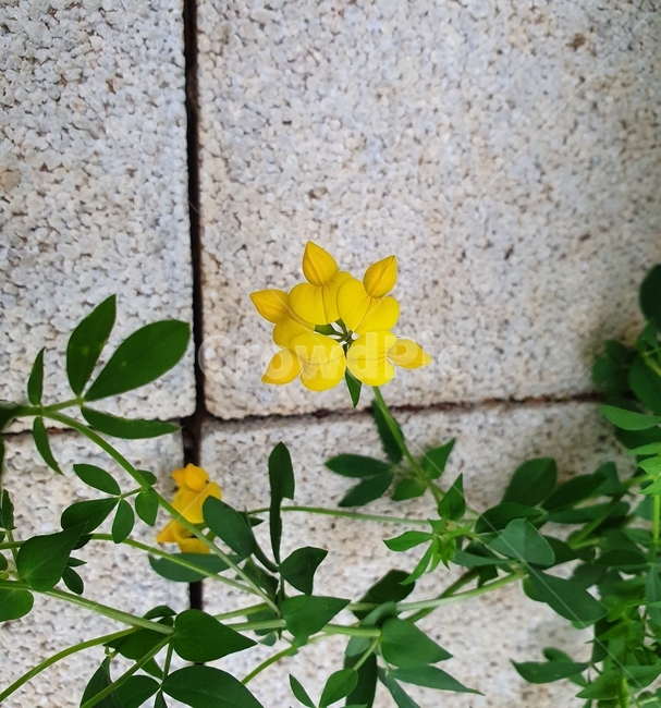 노랑,파릇파릇,꽃봉오리,yellow,들꽃