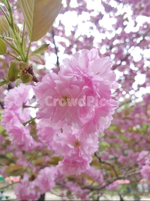 벚꽂,겹벚꽂,봄,산,분홍색
