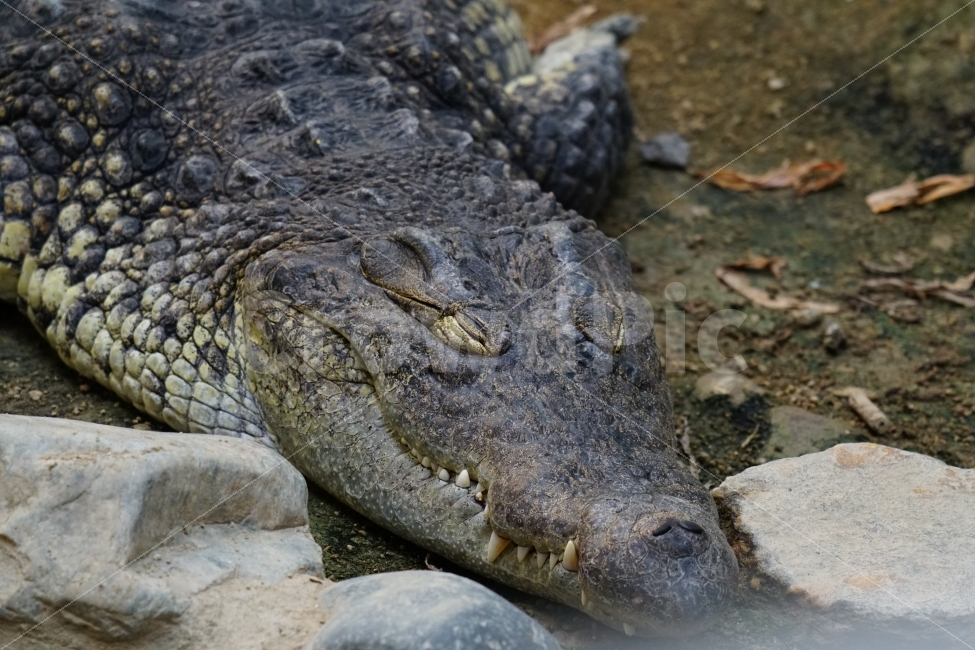 악어,파충류,동물,animal,crocodile,동물,animal,파충류,양서류,reptile,amphibian