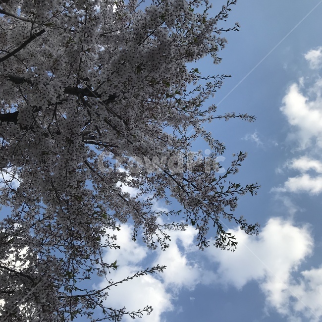 봄,하늘,벚꽃,구름,벚꽃나무,벚나무,감성사진,뭉게구름,맑음,sky,cloud,자연,풍경,식물
