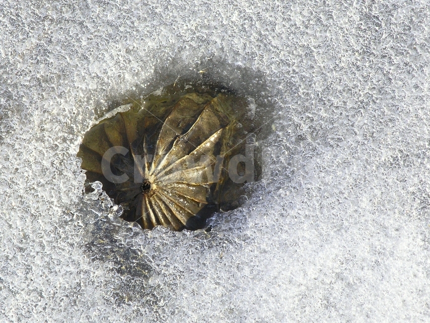 겨울,얼음,ice,snow,연잎,강변,호수,하얀,백색,시안,사보,카다로그,브로셔,뉴스레터,자료,기사,출판,편집,콘텐츠,전단,느낌,잡지,광고,단행본,서적,환경,sns,포스터,홍보용,ebook,winter,road,mountain,길,등산객,노랑,빨강,검정,숲,절,시즌,season,야외,자연,식물,투명한,모바일,배경,백그라운드,힐링,감성,필링,분위기,눈밭,추억,겨울풍경,12월,텍스쳐,투명,background,바탕,질감,양수리,겨울,계절,winter,season