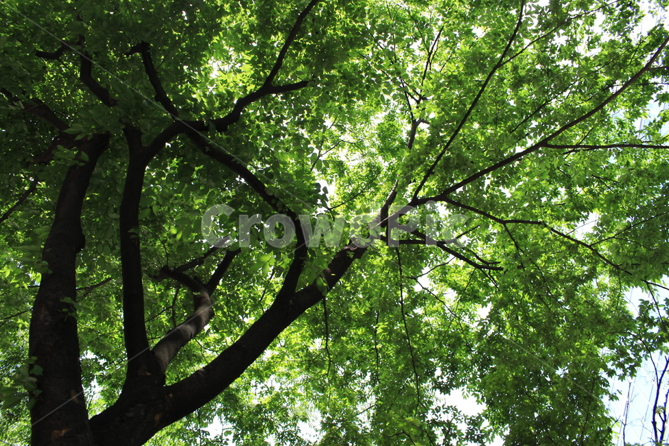 나무,하늘,초록,오후,빛,식물,자연,plants,nature,나무,trees,wood