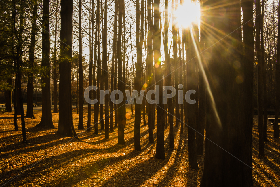 겨울숲,메타쉐카이어,그림자,나무숲,겨울낮,숲의온도,자연,풍경,nature,landscape,light,빛,flare,플레어,sunlight,햇빛
