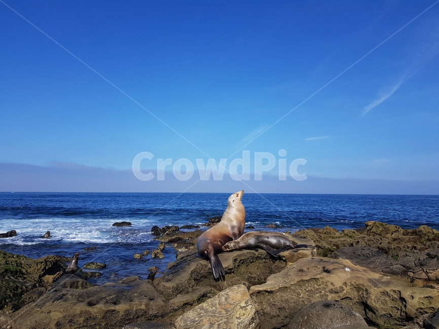바다사자,야생동물,seals,sea,sealife,animal,자연,바다,bluesky