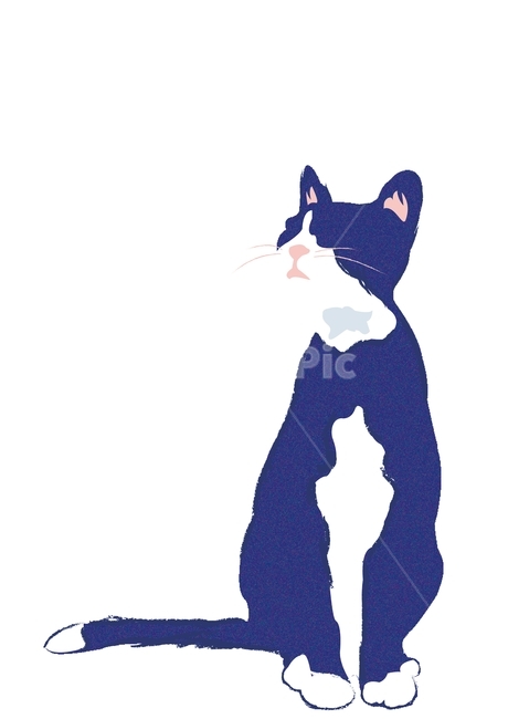 고양이,일러스트,고양이일러스트,코숏,턱시도고양이,고양이,cat,kitten,kitty,그래픽,일러스트레이션,graphic,illustration