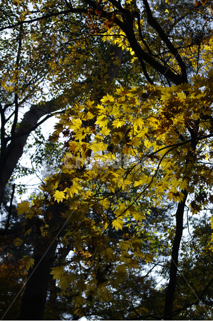 나무,가을,잎,식물,plant,가을,계절,fall,autumn,season,식물,자연,plants,nature,나무,trees,wood,leaf,tree,tree trunk,나무 줄기