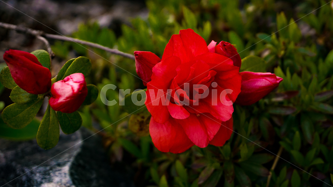자연,plant,식물,flower,blossom,rose,장미,식물,자연,plants,nature,꽃,flower