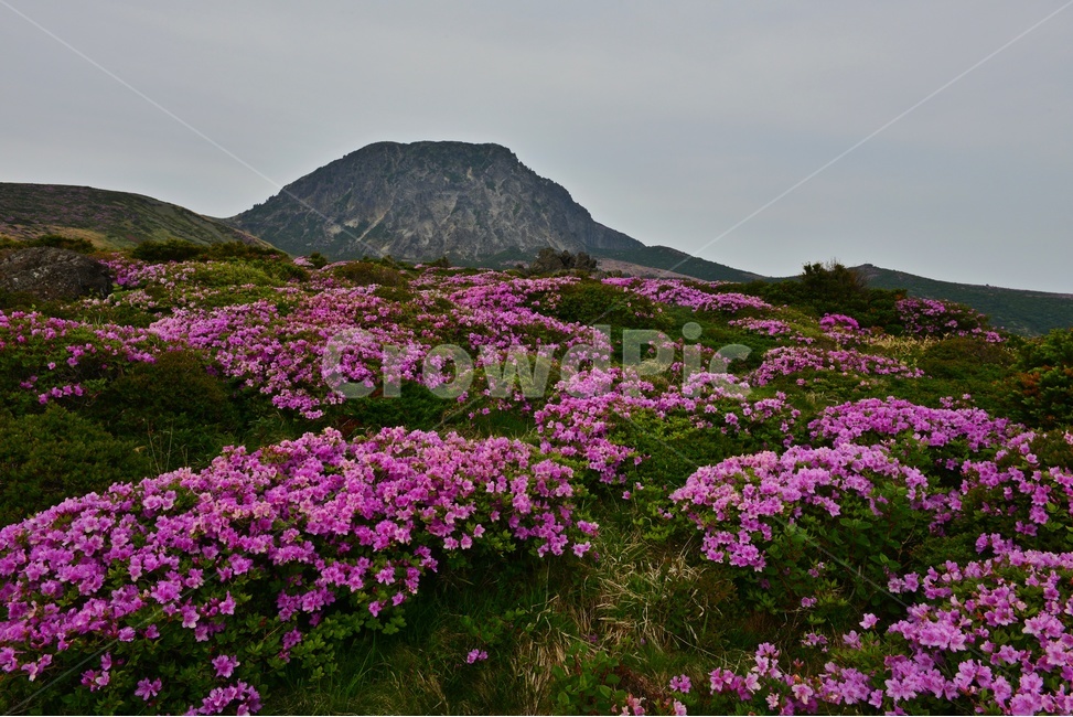 제주,한라산,한라산봄,한라산철쭉,철쭉꽃,봄,계절,철쭉,영실,윗세오름,plant,식물,nature,outdoors,옥외,hill,언덕,경치,경관,풍경,비경,제주봄,자연,풍경,nature,landscape
