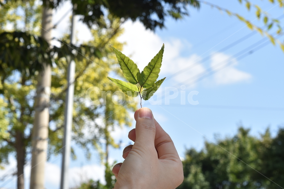 가을,하늘,구름,나무,전봇대,낙엽,손,나뭇잎,전기줄,leaf,잎,식물,plant