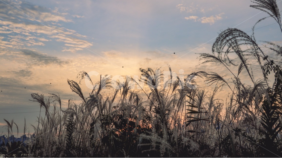 갈대,reed,잔디,lawn,식물,plant,가을,가을,계절,fall,autumn,season,식물,자연,plants,nature