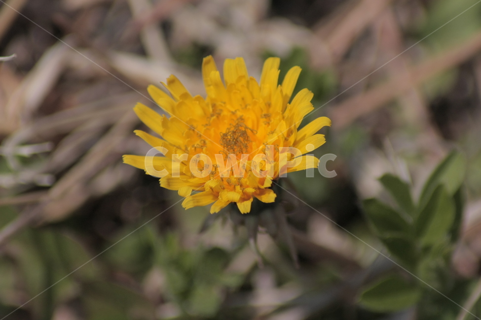 민들레,야생화,꽃,노란색,들꽃,flower,식물,자연,plants,nature,꽃,flower