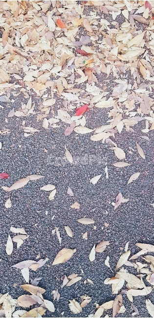 rug,깔개,ground,바닥,낙엽
