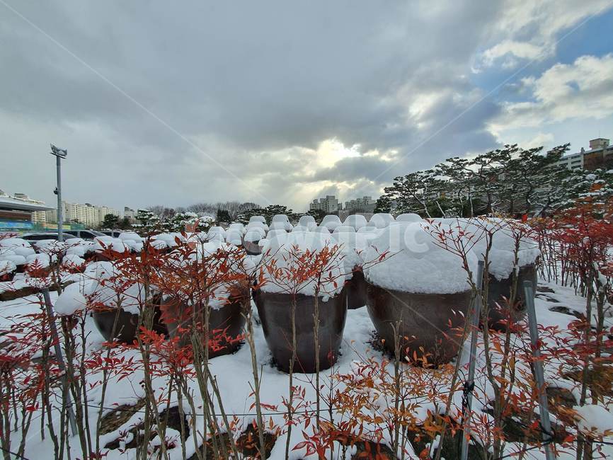 nature,자연,outdoors,옥외,ice,빙,snow,눈,장독