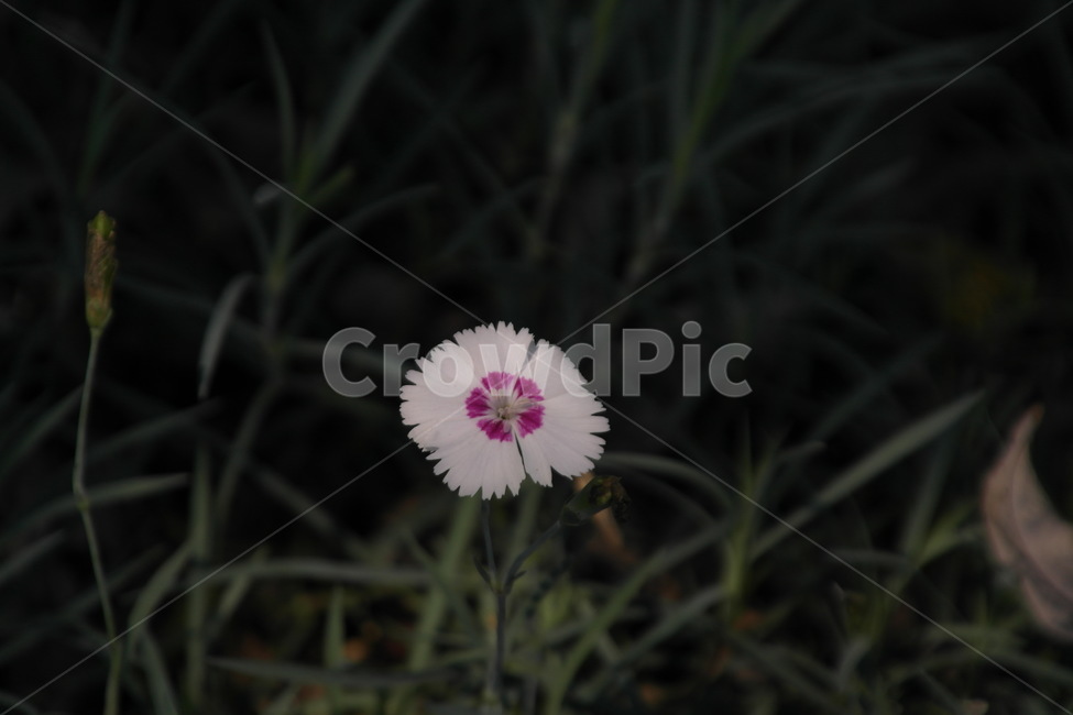 하얀패랭이꽃,상록패랭이,패랭이꽃,패랭이,상록패팽이꽃,꽃,flower