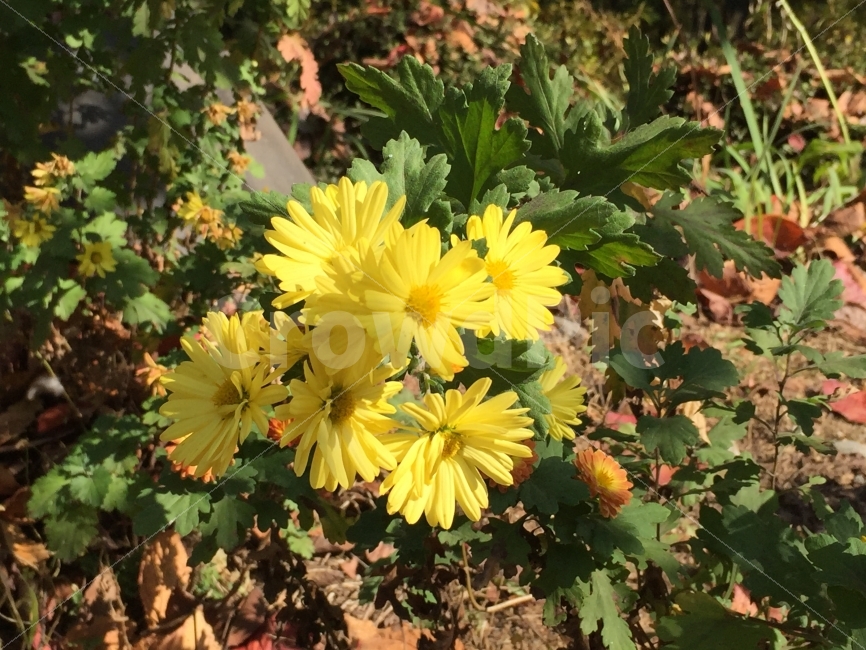 노란꽃,야생화,자연,가을꽃,꽃,들꽃,식물,자연,plants,nature,꽃,flower