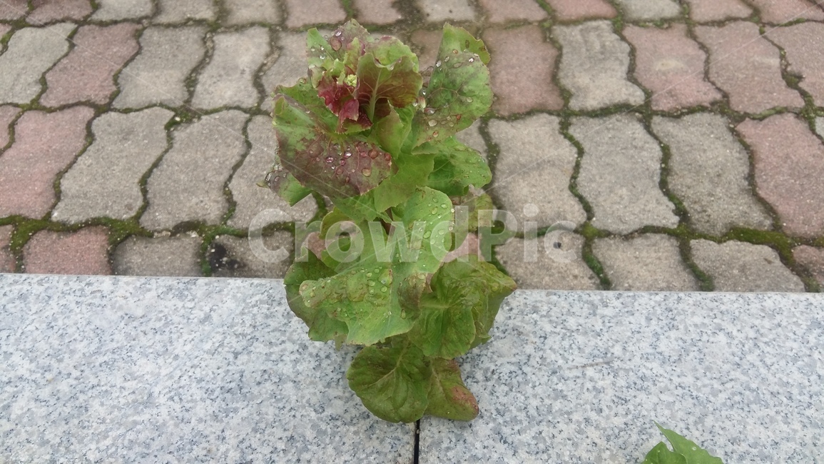 plant,leaf,잎,틈사이에,식물,상추,식물,자연,plants,nature