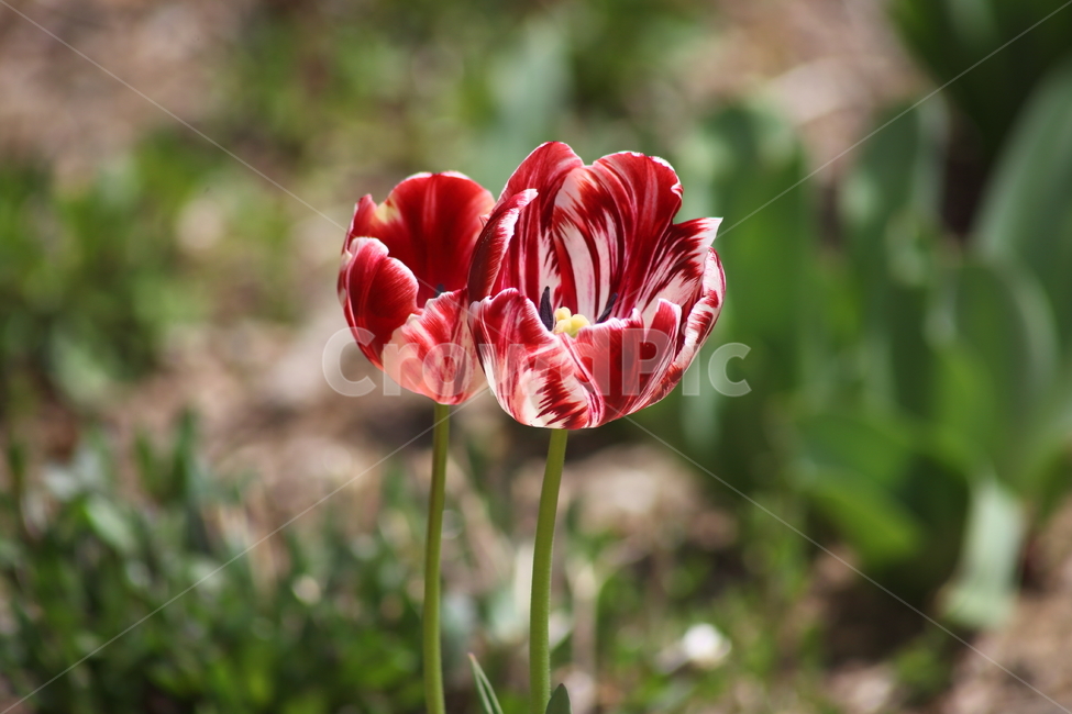 튤립,구근초,백합과,꽃,tulip
