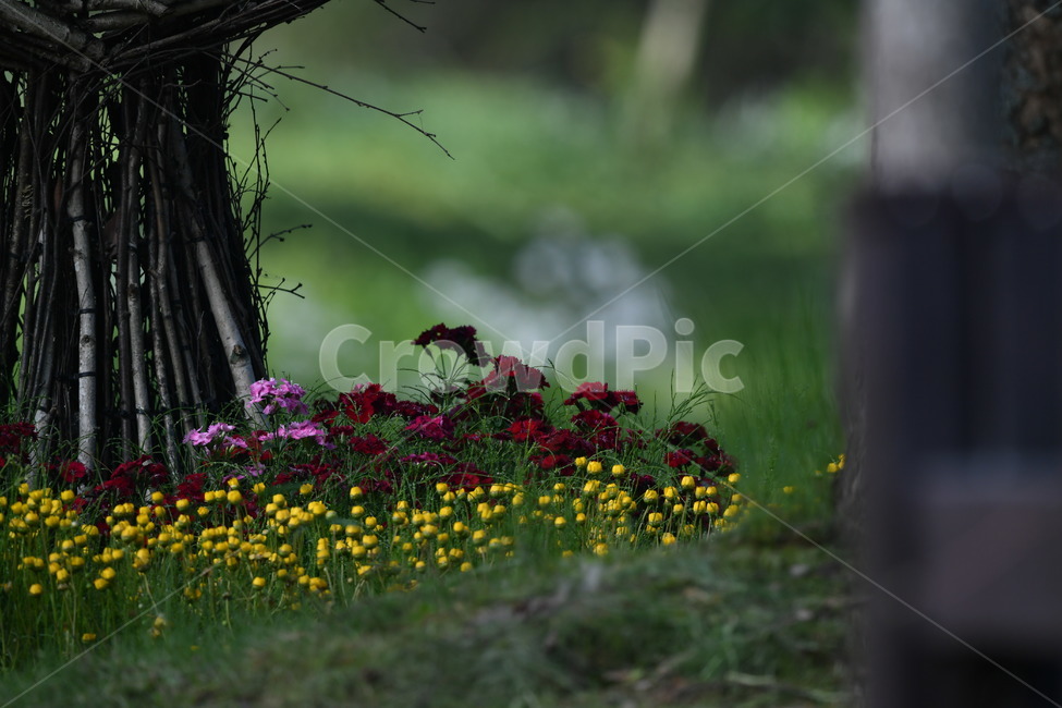 식물,자연풍경,꽃,감성사진,봄,봄,계절,spring,season,식물,자연,plants,nature,꽃,flower