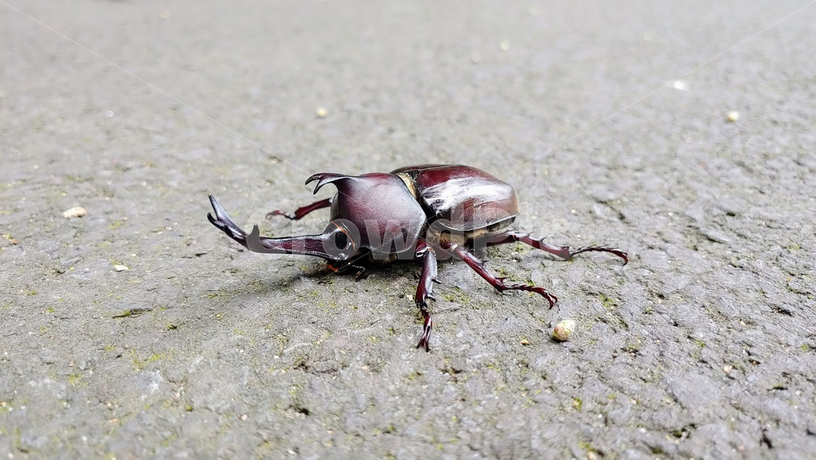 장수풍뎅이,장수풍뎅이수컷,큰뿔장수풍뎅이,코뿔소벌레,koreanrhinocerosbeetle,chalcosoma,투구벌레,곤충,벌레,insect,bug