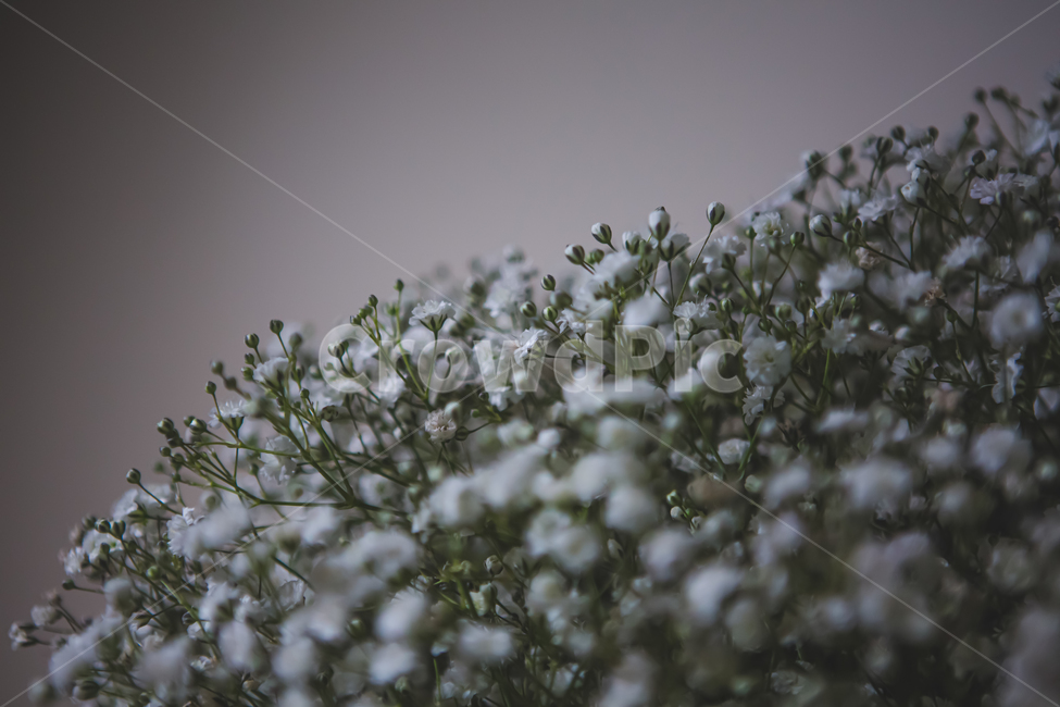 nature,자연,outdoors,안개꽃,식물,선물,감성
