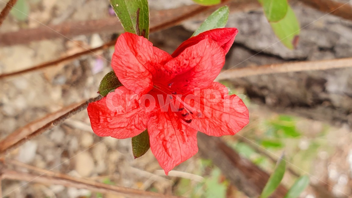 철쭉꽃,철쭉,꽃,철쭉축제,철쭉꽃말,사랑의기쁨,4월,5월,flower,aroyalazaleablossom,festival,springflower