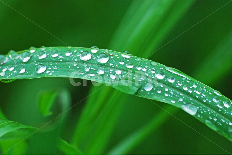이슬,물방울,풀잎이슬,투명,빗방울,봄비,dew,water,맺히다,방울방울,plant,green,초록,싱그러운,신선한,맑은,아침이슬,해맑은,빗물,초본,영롱한,접사,마크로,클로즈업,봄,계절,spring,season,식물,자연,plants,nature,droplet,작은 물방울,leaf,잎,animal,동물,lizard,도마뱀