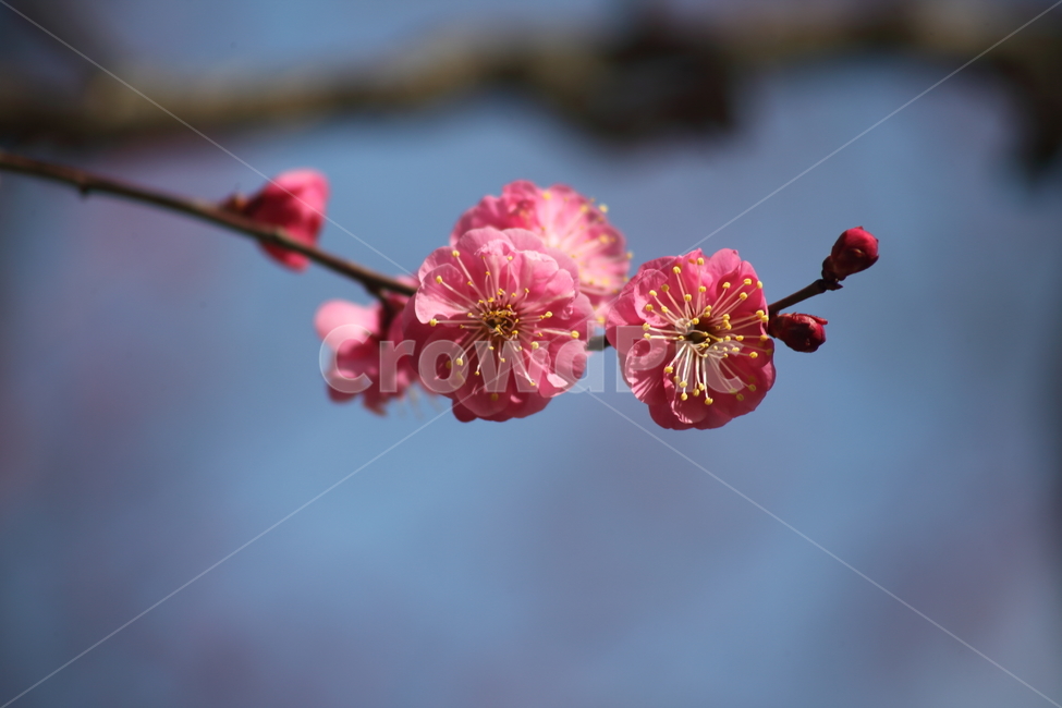 매화,홍매화,식물,japaneseapricot,Prunusmume,봄꽃,봄,식물,자연,plants,nature,꽃,flower