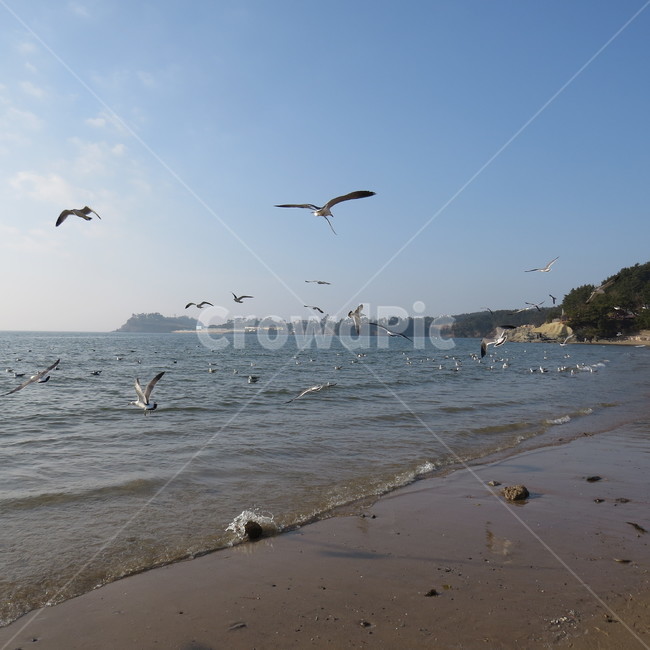 바다,격포,해안,갈매기,풍경,기분좋은,파란,해변,해변가,동물,animal,조류,새,birds