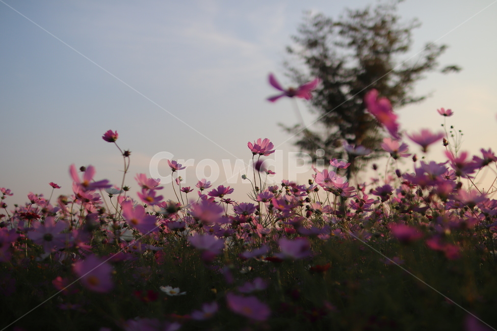 꽃,코스모스,가을,감성,대저,flower,cosmos,가을,계절,fall,autumn,season,식물,자연,plants,nature,꽃,flower,blossom,geranium,제라늄,plant