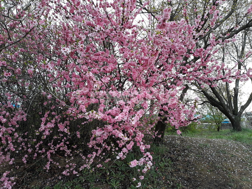 벚꽃,분홍꽃,꽃잎,나무,들판,봄,계절,spring,season,식물,자연,plants,nature,꽃,flower,plant,blossom