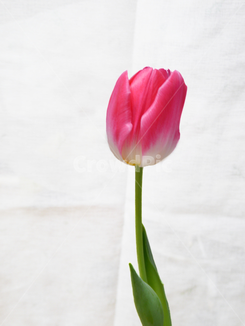 flower,botanical,tulip,꽃,튤립,식물,plant