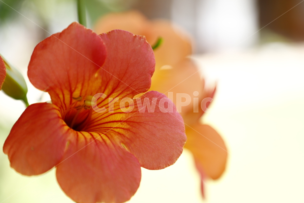 꽃,식물,화초,능소화,분홍색,식물,자연,plants,nature,꽃,flower