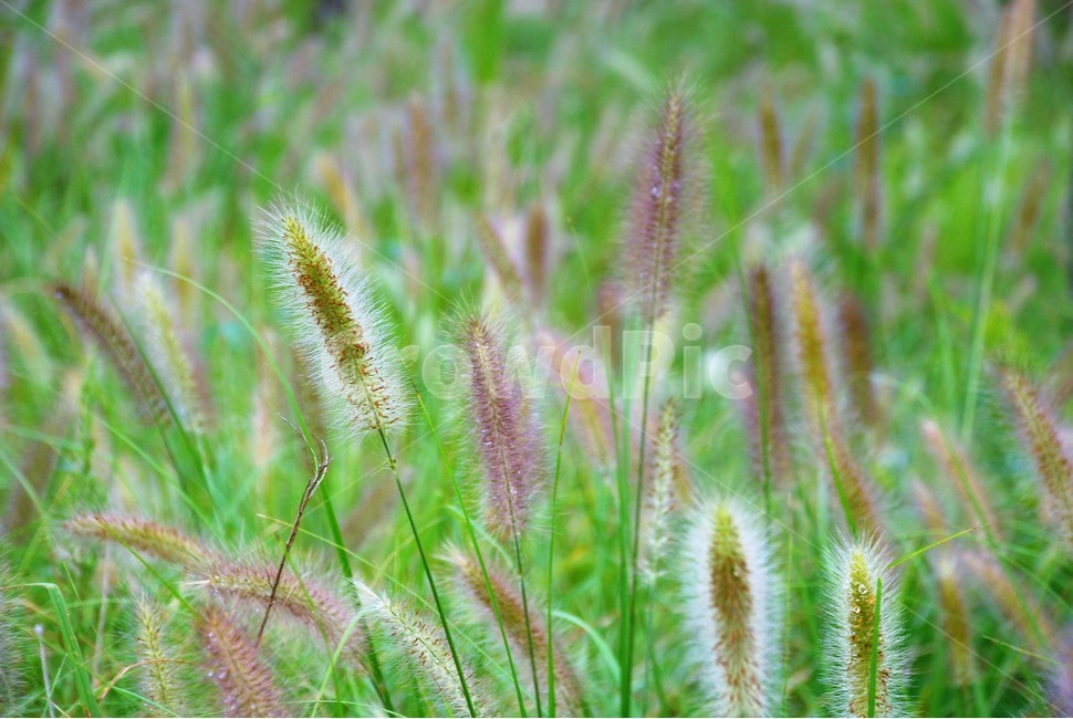 식물,강아지풀,초록색,꽃,여름,푸르름,식물,자연,plants,nature