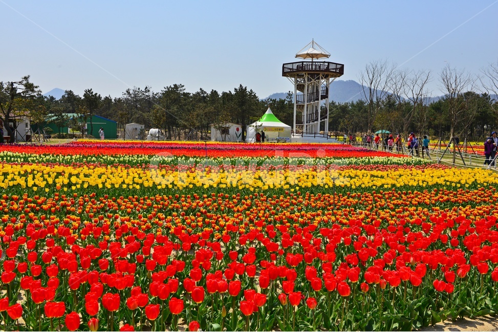 신안,임자도,튜울립축제,축제장,튜울립,노랑,빨강,나무,blossom,flower,꽃,봄,봄꽃,계절,풍차,human,인간,person,사람,plant,식물