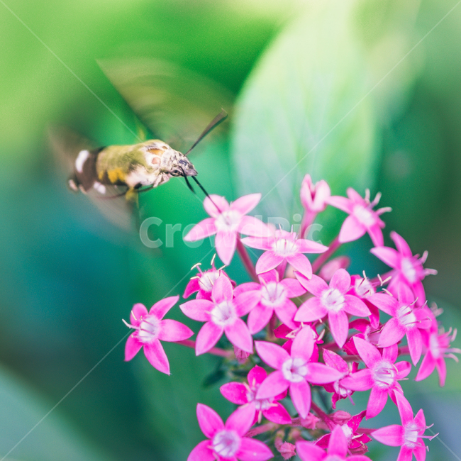 꽃,매크로,접사,자연,식물,식물원,벌새,식물,자연,plants,nature,꽃,flower,동물,animal,곤충,벌레,insect,bug