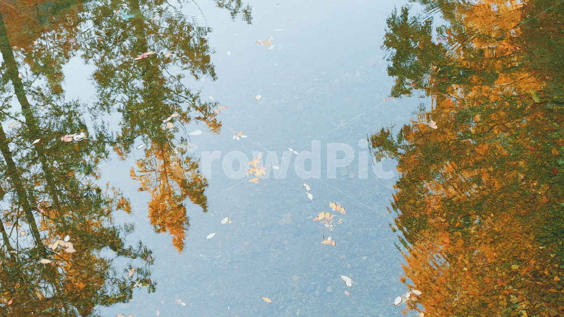가을,단풍,자연,풍경,반영,가을,계절,fall,autumn,season,tree,나무,plant,식물,leaf,잎