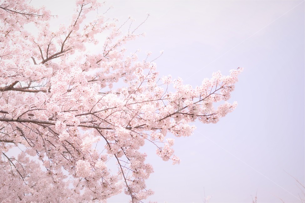 벚꽃,꽃,자연,나무,봄,꽃봉우리,핑크,하늘,분홍,가지,봄,계절,spring,season,식물,자연,plants,nature,꽃,flower,감성,sensible,feeling,색깔,색상,색채,색감,color sense,color sensitivity,feeling of color,plant,blossom