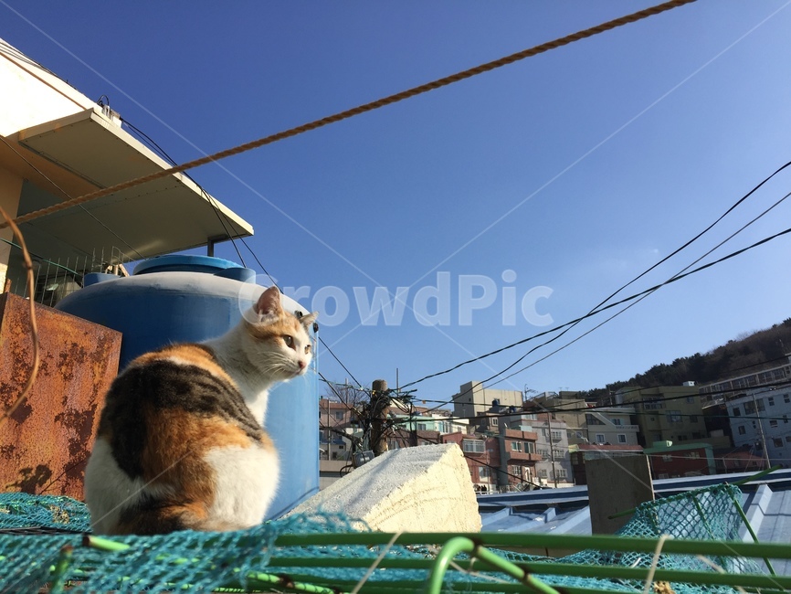 고양이,동물,마을,길고양이,지붕,지붕위고양이,동물,animal,포유류,mammal,고양이,cat,kitten,kitty