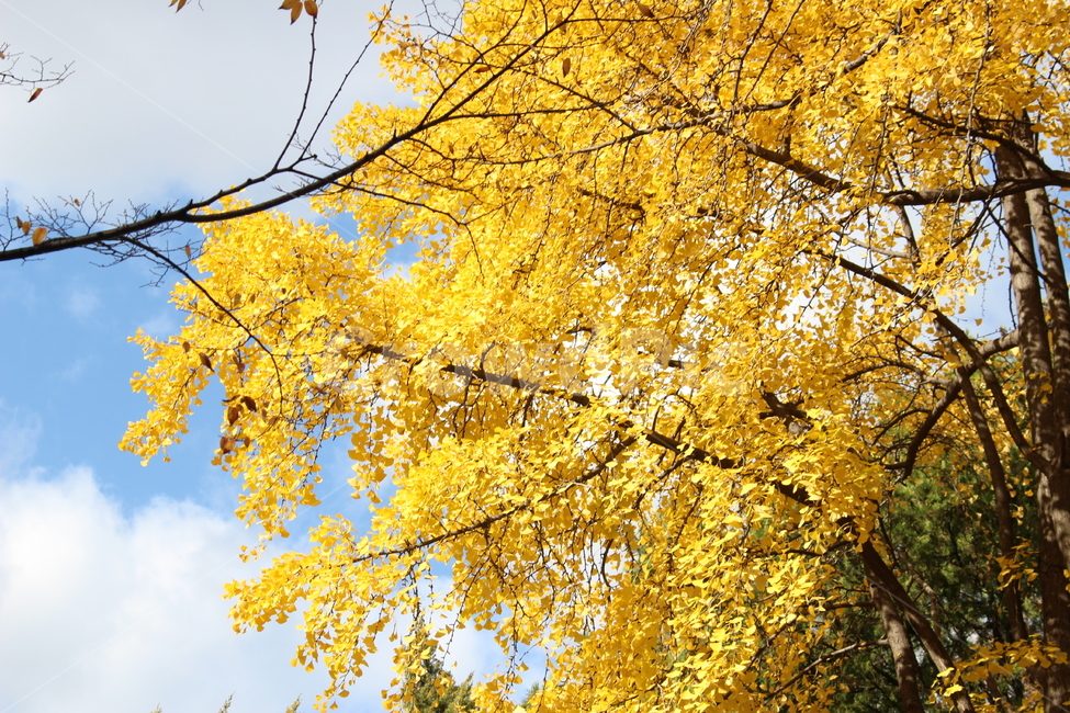 단풍,나무,가을,하늘,노랑,노란색,yellow,fall,autumn