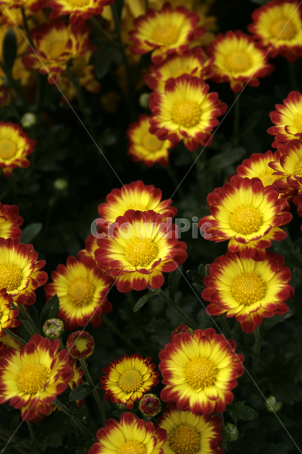 국화,꽃,가을,flower,식물,식물,자연,plants,nature,꽃,flower