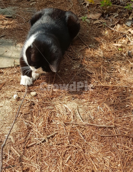 동물,고양이,길고양이,나뭇가지,사냥놀이,턱시도냥