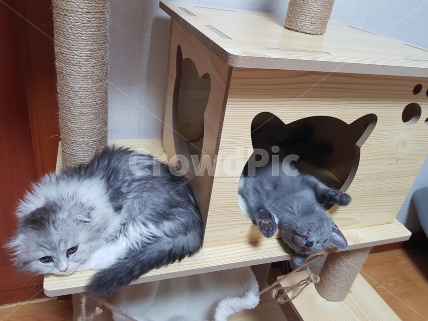 합판,고양이,냥이,집사,휴식