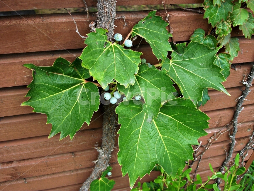 담쟁이,덩굴식물,ivy,포도과,식물,자연,식물,자연,plants,nature