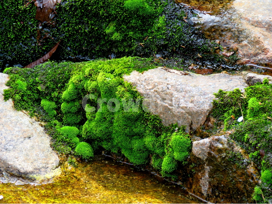 산,픙경,자연,계곡,이끼,식물,자연,plants,nature