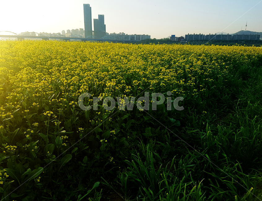 유채꽃,한강,공원,노랑,햇빛,들,자연,grassland,field,nature