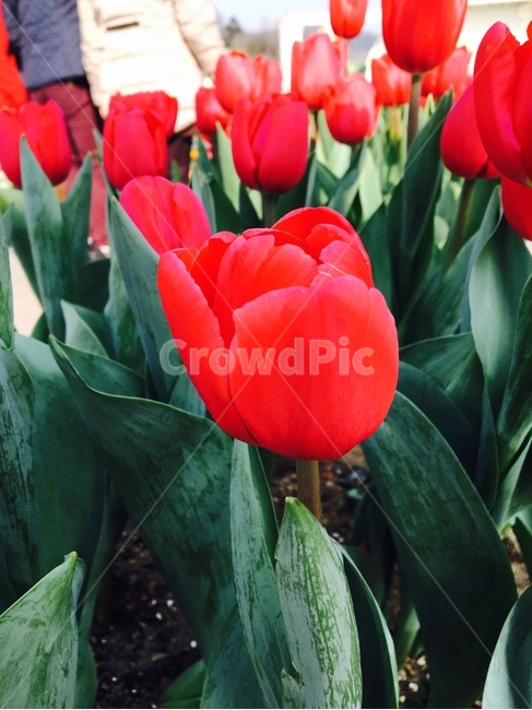 튤립,꽃,빨강색,에버랜드,화사함,식물,자연,plants,nature,꽃,flower