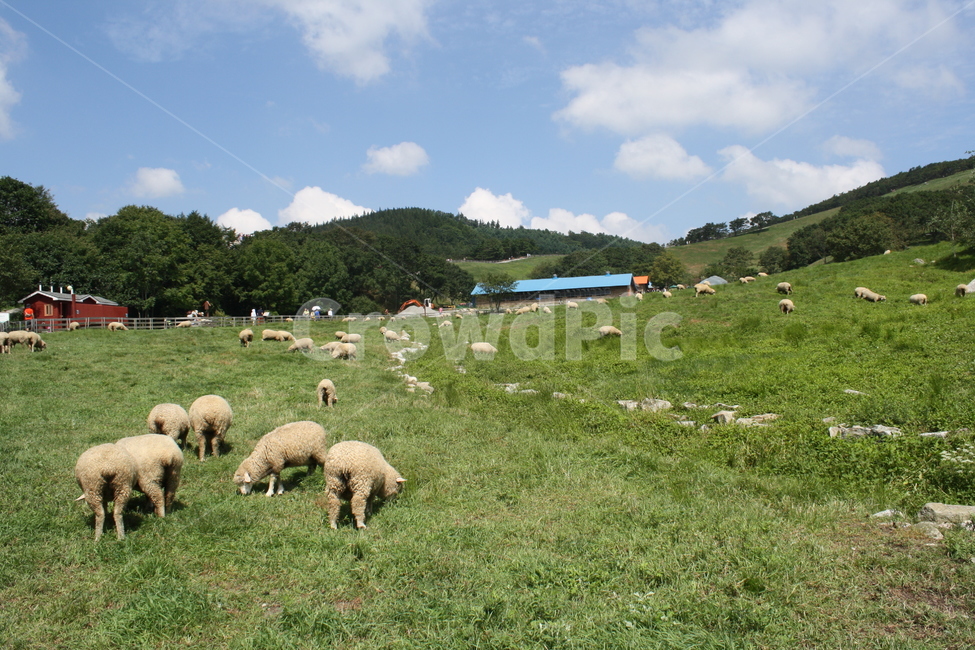 강원도,양떼목장,양,동물,자연풍경,자연,풍경,nature,landscape,한국자연풍경,한국자연경관,korea nature landscape,동물,animal,포유류,mammal,산업,industry,industrial,목축업,목장,livestock farming,ranching,pasture,sheep,field,들,grassland,목초지,outdoors,옥외
