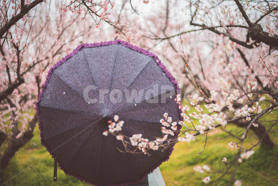 umbrella,Rainy Day,plum tree,plum blossom